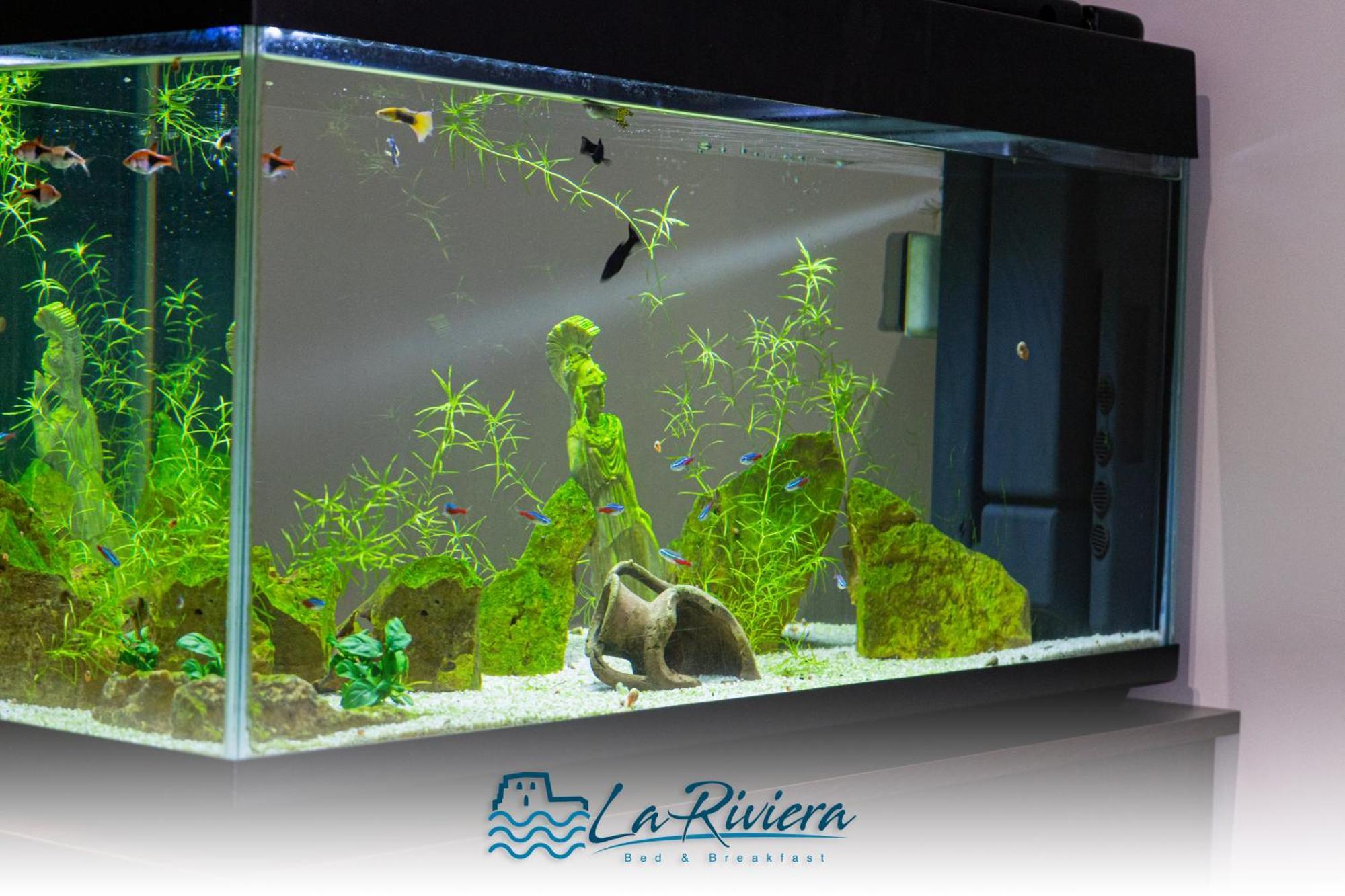 La Riviera Bed & Breakfast สกาเลอา ภายนอก รูปภาพ